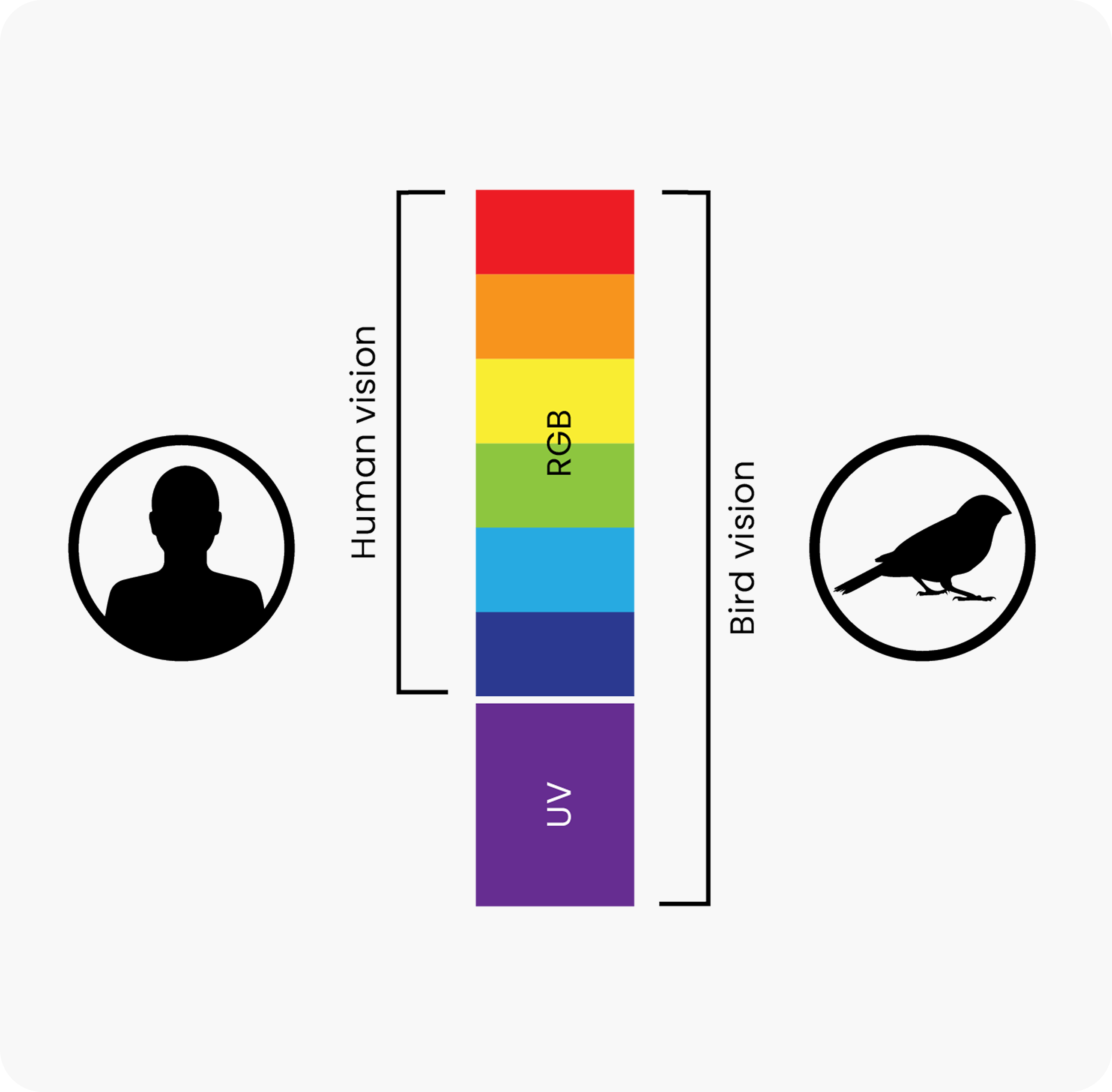 Human vs Bird Vision Chart